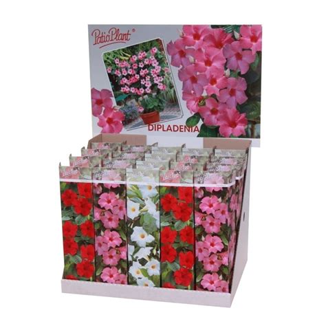Mandevilla MIX — Plant Wholesale FlorAccess