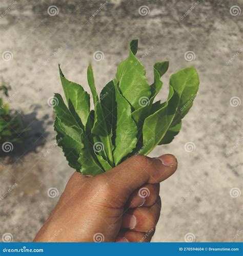 Rooftop Gardening Organic Spinach Stock Photo Image Of Green Organic