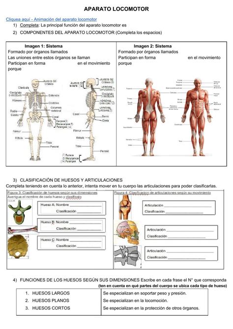 Actividad De Aparato Locomotor En Pdf Online Cognitive Activities