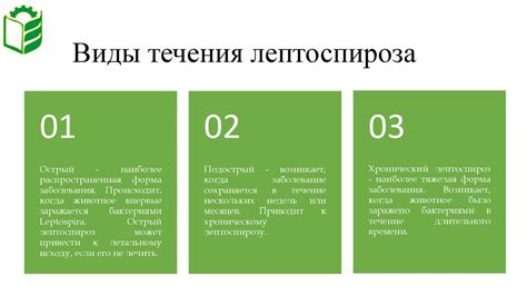 Лептоспироз. Возбудитель и симптомы лептоспироза (Leptospira ...