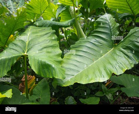 Big Leaves Rainforest Fauna Stock Photo Alamy
