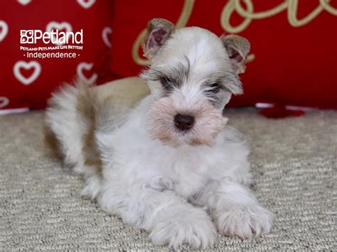 What Makes A Miniature Schnauzer Hypoallergenic