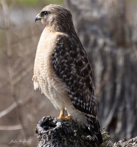 Red Shouldered Hawk Spotted In The Village Of Deluna Villages
