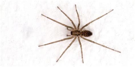 Common Types Of Spiders In Pennsylvania Pest Control In Pittsburgh