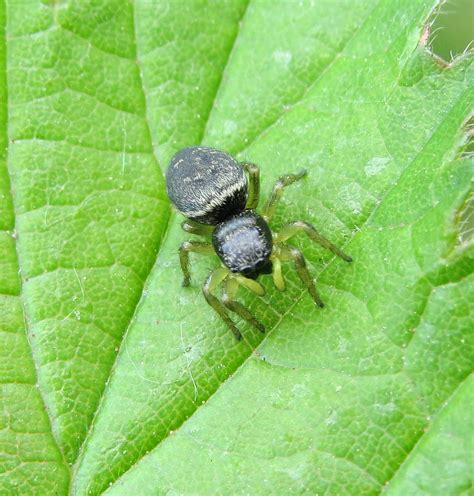 Heliophanus Flavipes Female Avon Hill Quarry Warwickshi Flickr