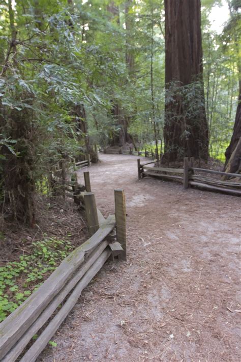 Explore The Majestic Redwoods At Henry Cowell State Park