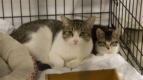 Two Humane Pennsylvania Locations Will Waive Adoption Fees