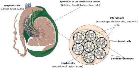 Jpm Free Full Text Testicular Immunity And Its Connection With The