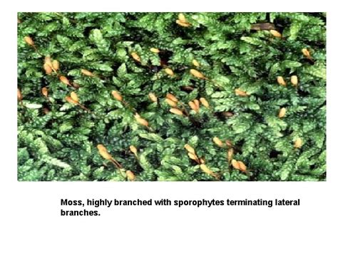 Kingdom Plantae Bryophyta Nonvascular Plants Lycophyta Sphenophyta