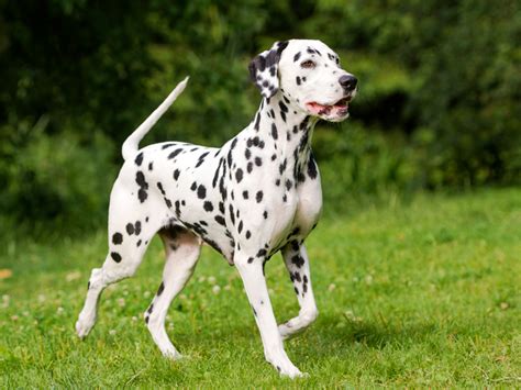 Do Dalmatian Puppies Have Spots