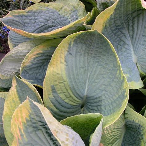 Plaintain Lily Hosta Frances Williams From Hillcrest Nursery