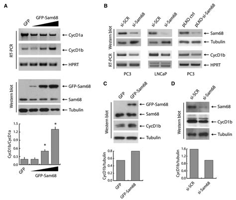 Sam68 Enhances Expression Of Cyclin D1b In Pca Cells A Pc3 Cells Were