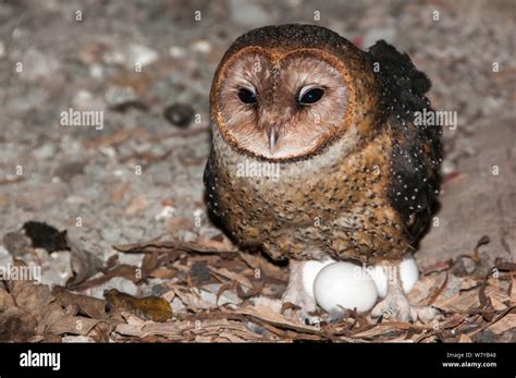 Barred Owl Eggs