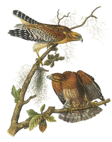 John James Audubon Red Shouldered Hawk Clip Art Library