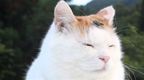 A Drowsy Cat Falls Asleep With Tiny Frog On His Head