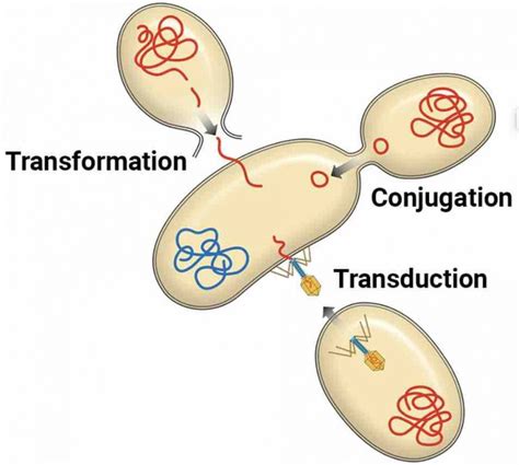 Bacteria Definition Structure Types And Infections Rs Science