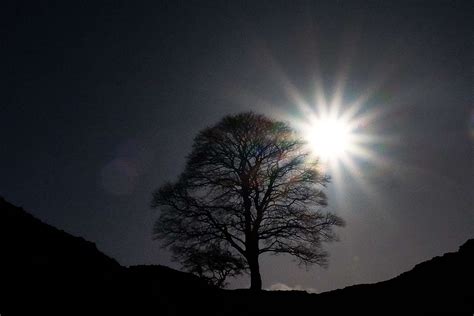 Famous Sycamore Gap Tree Deliberately Felled In Apparent Act Of