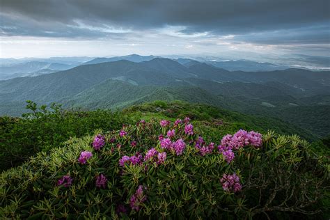 Rhododendron From The Roan Highland Photograph By Jw Photography Fine