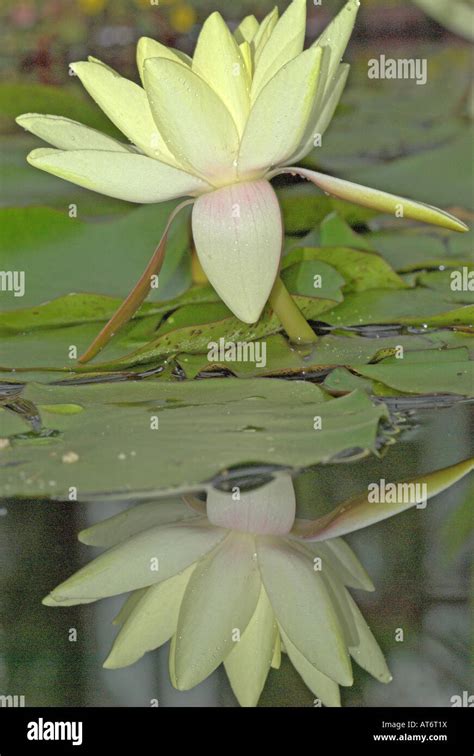 Water Lily Glasgow Botanic Gardens City Of Glasgow Stock Photo Alamy