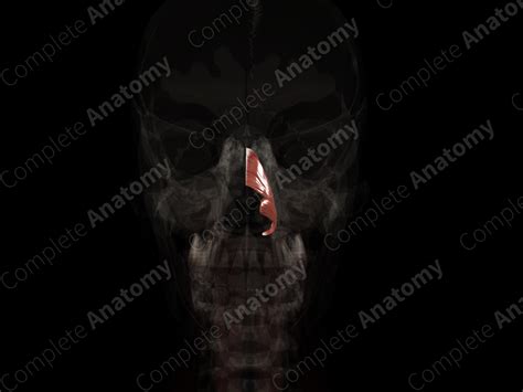 Nasalis Muscle (Left Half) | Complete Anatomy