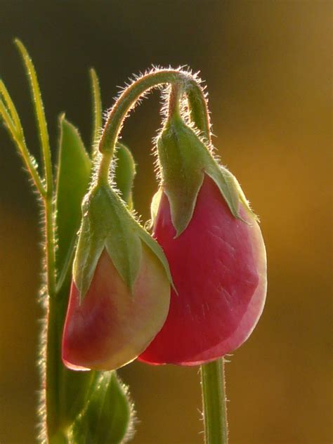 Fotos gratis flor fotografía pétalo florecer rojo botánica