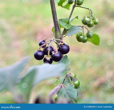 In Nature Grows Nightshade (Solanum Nigrum Stock Photo - Image of