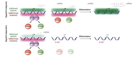 publications — eckmas lab 