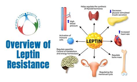 Leptin Resistance The Basics In Weight Loss Weight Loss And Vitality