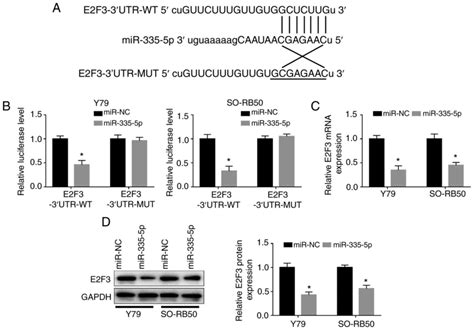 Long Noncoding RNA SNHG20 Promotes Cell Proliferation Migration And