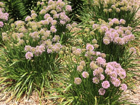 Allium Millenium Campbells Nursery