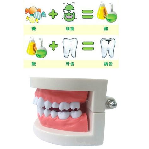 ABS PVC Model dentystyczny narzędzia robić jamy ustnej materiały