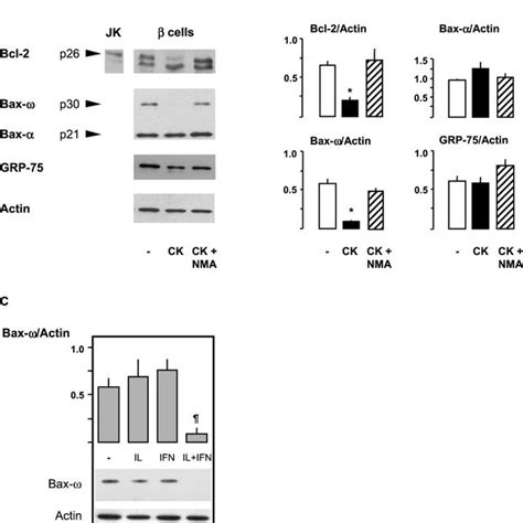 Effect Of Cytokines On The Expression Of Bcl And Bax Rat Cells