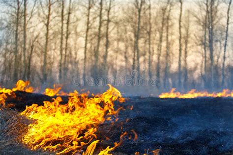 Open Flame Burning Dry Grass In The Field Stock Photo Image Of