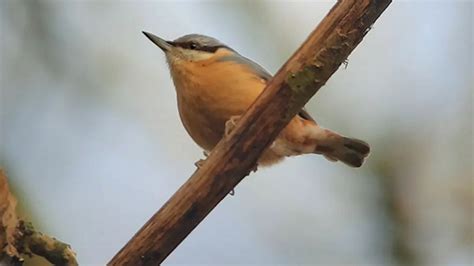 Balade nature Reconnaître les chants des oiseaux à Gorges