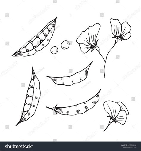 Pea Pod Outline Images Browse 2347 Stock Photos And Vectors Free