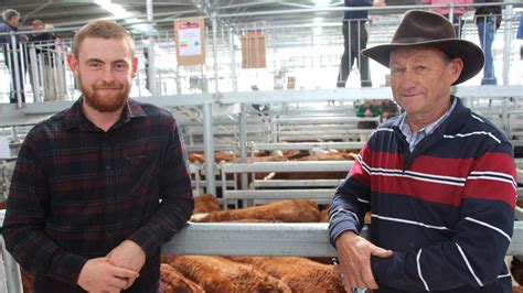 Mortlake Store Cattle Sale Heifers Remain Strong The Weekly Times