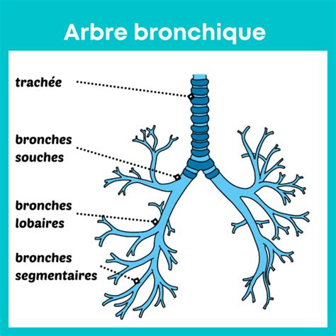 Arbre Bronchique Anatomie Fiches Anatomie