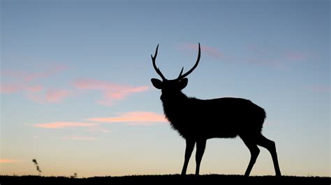 Two Witches Caught Eating Deer Carcass In Strange Security Camera