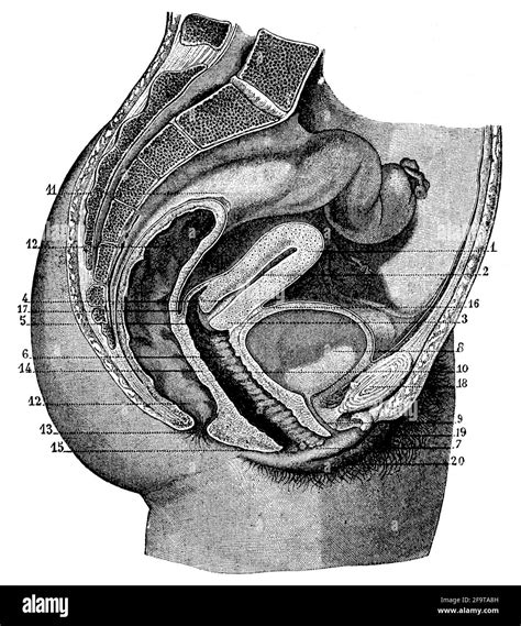 Diagrama Del Sistema Reproductor Femenino En Blanco