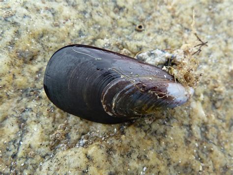 Edit Free Photo Of A Mussel Shell Water Sea Ocean Needpix