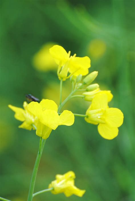 Bumper Canola Crop Expected Even Without Bee Toxic Chemicals Beyond