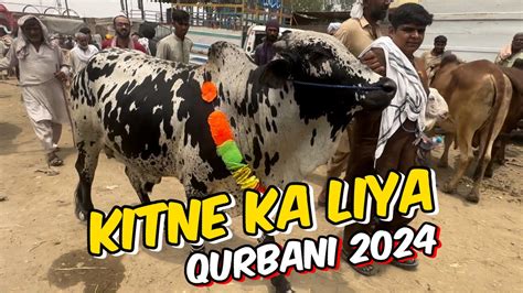 Live Deal Kitne Ka Liya Qurbani Ka Janwar Qurbani 2024 Shahpur