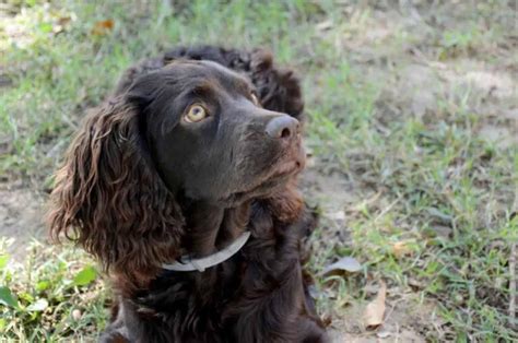 The Boykin Spaniel Colors Do They Only Come In Brown