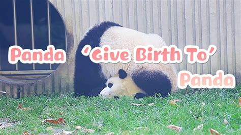 Panda Give Birth To Another Panda Under Its Belly Ipanda Youtube