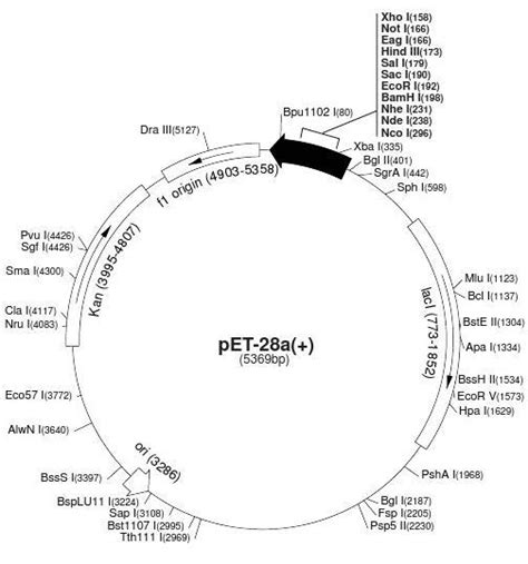 Pet A C Map Word