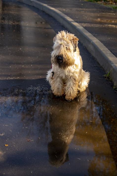 Wheaten Soft Coated Wheaten Terrier is Sitting on the Pavement Near ...