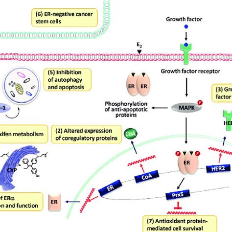 Metabolic activation of tamoxifen. Phase I metabolism of tamoxifen ...