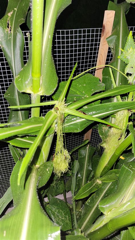 Earwigs All Over My Corn Rgardening