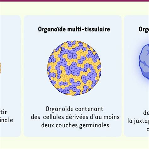 Plusieurs Types D Organo Des Figure Cr E Avec Biorender