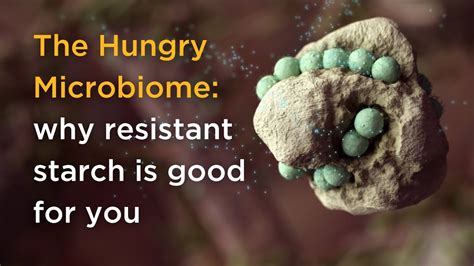 The Hungry Microbiome Why Resistant Starch Is Good For You Youtube